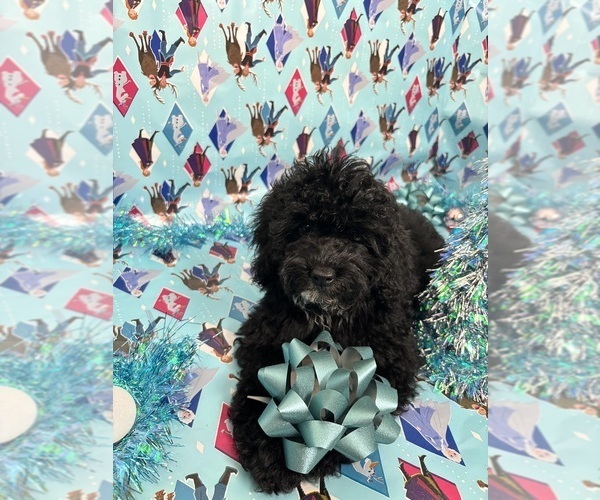 Medium Photo #8 Cock-A-Poo Puppy For Sale in SAN DIEGO, CA, USA