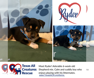 Mutt Dogs for adoption in Lillian, TX, USA