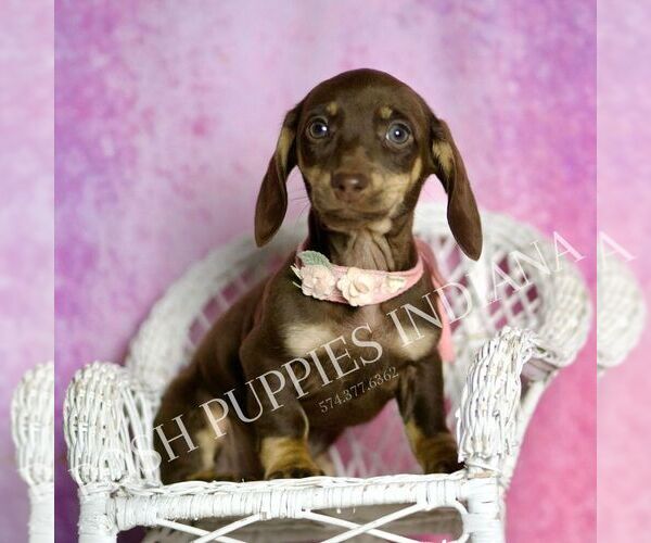 Medium Photo #5 Dachshund Puppy For Sale in WARSAW, IN, USA