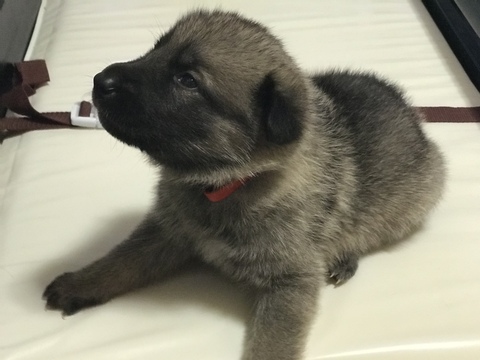 View Ad: German Shepherd Dog Puppy for Sale near Iowa, CLEAR LAKE, USA ...