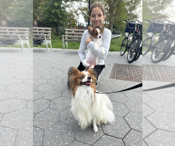 Medium Photo #1 Papillon Puppy For Sale in BROOKLYN, NY, USA