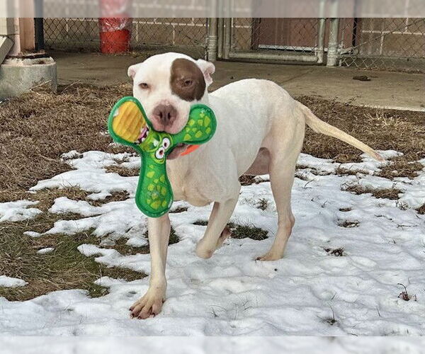 Medium Photo #3  Puppy For Sale in , 