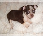 Small #1 Chihuahua