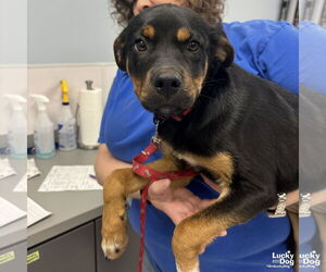 Rottweiler-Unknown Mix Dogs for adoption in Washington, DC, USA