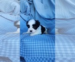 Puppy Snoopy Zuchon