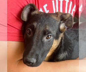 German Shepherd Dog-Unknown Mix Dogs for adoption in Lake Forest, CA, USA