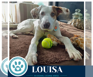 Lab-Pointer Dogs for adoption in Kimberton, PA, USA