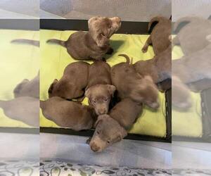 Labrador Retriever Puppy for sale in SAINT CHARLES, IL, USA