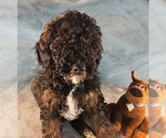 Small #2 Poodle (Miniature)
