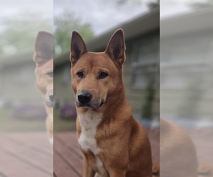 Father of the Golden Retriever-Shiba Inu Mix puppies born on 12/01/2025
