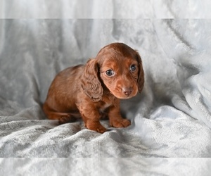 Dachshund Puppy for sale in FREDERICKSBURG, OH, USA
