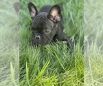 Puppy Cyrus French Bulldog