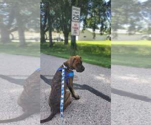 Boxer-Unknown Mix Dogs for adoption in Burnsville, MN, USA