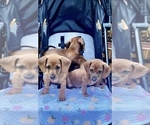 Small Photo #2 Dachshund Puppy For Sale in TOLLESON, AZ, USA