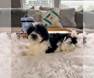 Havanese Puppy for sale in GREENWOOD, IN, USA