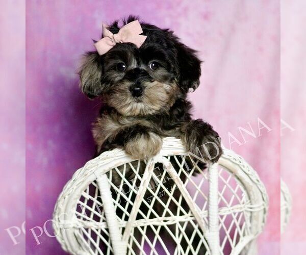 Medium Photo #44 Morkie Puppy For Sale in WARSAW, IN, USA