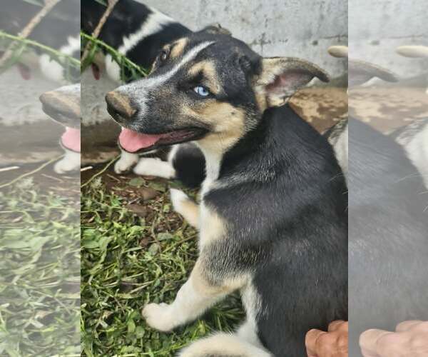 Medium Photo #2 German Shepherd Dog-Unknown Mix Puppy For Sale in Cliffwood, NJ, USA