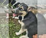 Small #1 German Shepherd Dog Mix
