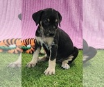 Small #8 Catahoula Leopard Dog