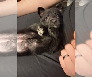 Medium German Shepherd Dog