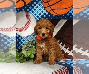 Miniature Labradoodle Puppy for sale in NOTTINGHAM, PA, USA