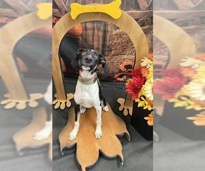Labrador Retriever-Unknown Mix Dogs for adoption in Globe, AZ, USA
