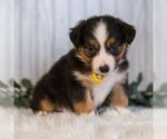 Small #3 Miniature Australian Shepherd