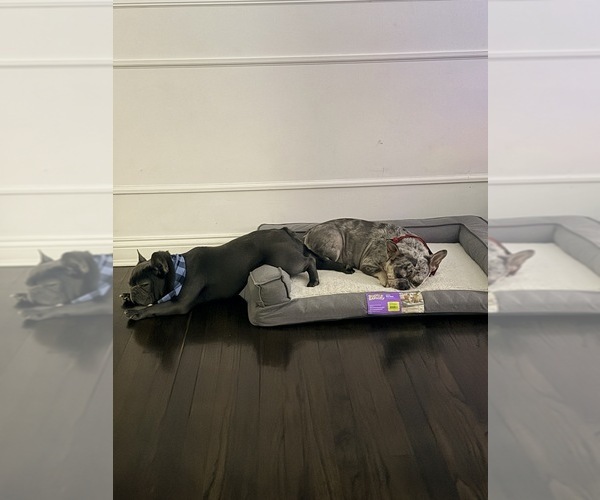 Medium Photo #1 French Bulldog Puppy For Sale in MIDLOTHIAN, IL, USA