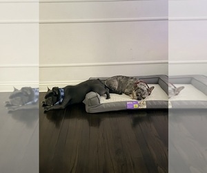 Mother of the French Bulldog puppies born on 10/03/2025