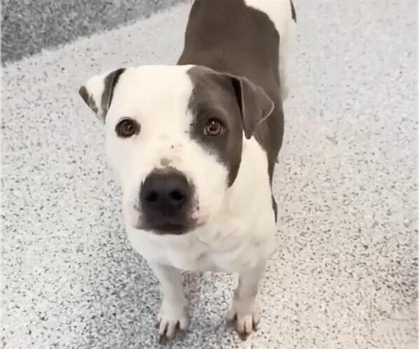 Medium Photo #2 American Pit Bull Terrier-Unknown Mix Puppy For Sale in Houston, TX, USA