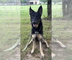 Small German Shepherd Dog Mix