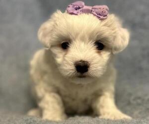 Coton de Tulear Puppy for sale in NEW YORK, NY, USA