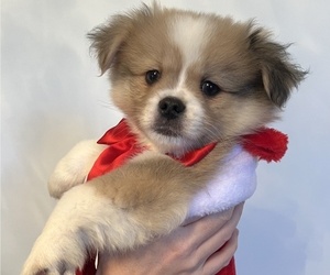 Pekingese-Pomsky Mix Puppy for Sale in SAINT AUGUSTINE, Florida USA