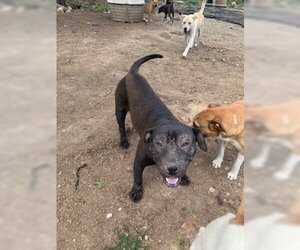 American Pit Bull Terrier-Unknown Mix Dogs for adoption in Tracy City, TN, USA