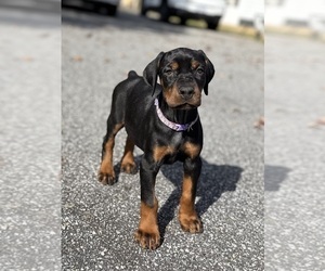 Doberman Pinscher Puppy for Sale in NEWTON, North Carolina USA