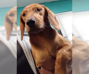 Dachshund Dogs for adoption in Minneapolis, MN, USA