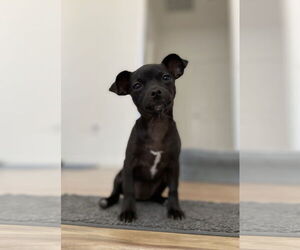 Chihuahua-Unknown Mix Dogs for adoption in Davis, CA, USA