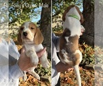 Puppy Green collar Beagle