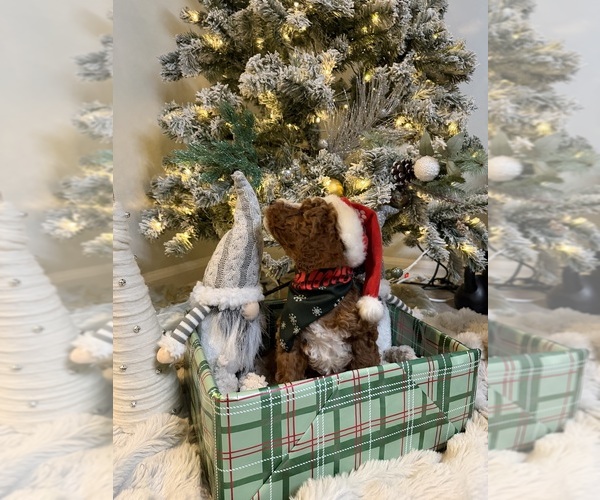 Medium Photo #21 Goldendoodle mix (+ Poodle Miniature) Puppy For Sale in BRONX, NY, USA