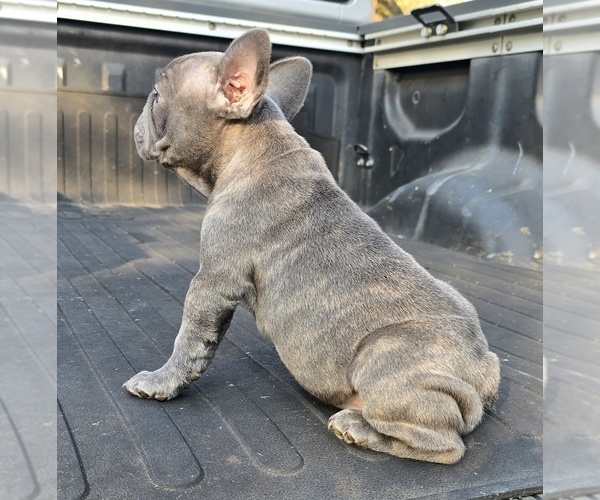 Medium Photo #7 French Bulldog Puppy For Sale in SAN ANTONIO, TX, USA