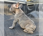 Small #6 French Bulldog