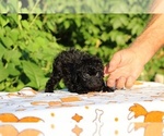 Small #13 Poodle (Toy)