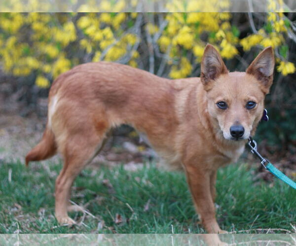 Medium Photo #2 Rat-Cha Puppy For Sale in Cookeville, TN, USA