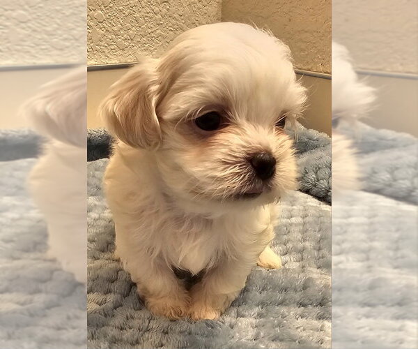 Medium Photo #1 Mal-Shi Puppy For Sale in Olalla, WA, USA
