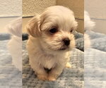 Elijah - Male Mal-Shi Dog for Adoption - Small photo