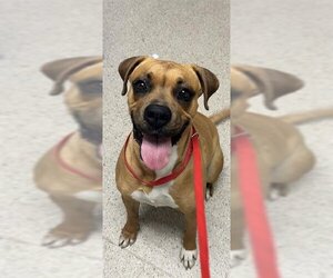 Boxer-Unknown Mix Dogs for adoption in Bakersfield, CA, USA