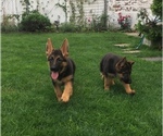 Small Photo #1 German Shepherd Dog Puppy For Sale in NORTH BERGEN, NJ, USA