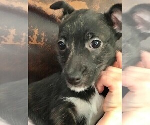Tenterfield Terrier-Tibepillon Terrier Mix Puppy for sale in STAFFORD SPRINGS, CT, USA