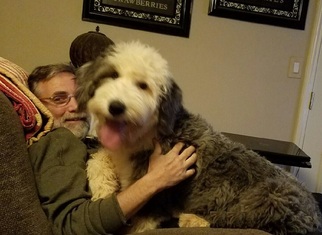 Father of the Sheepadoodle puppies born on 11/03/2018
