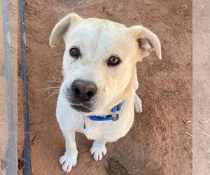 Labrador Retriever-Unknown Mix Dogs for adoption in Kanab, UT, USA